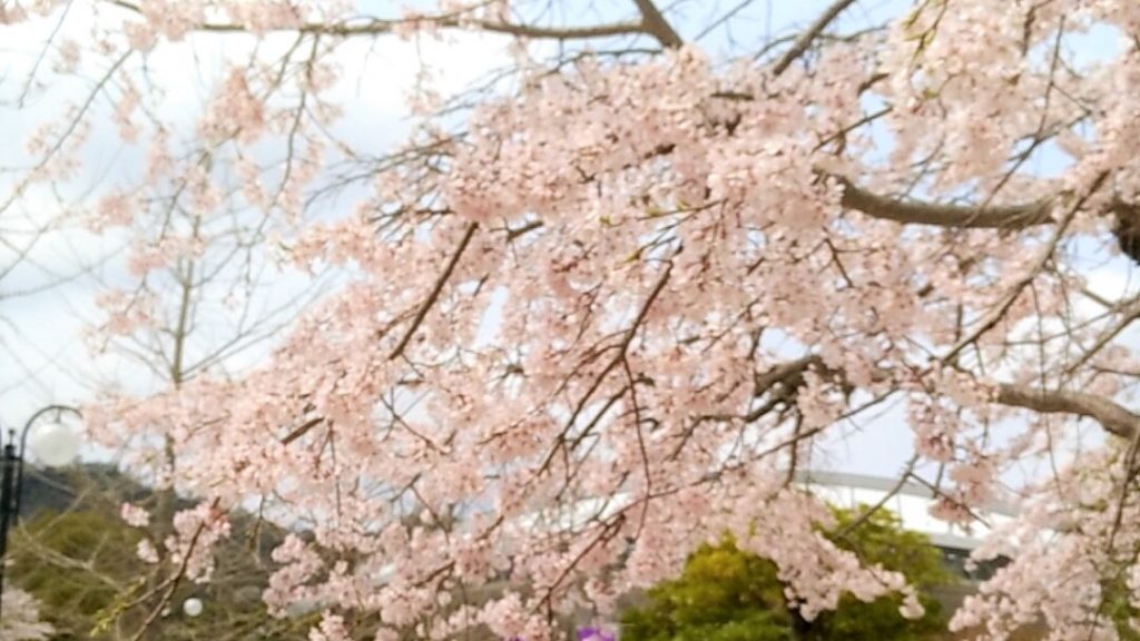 広島広域公園の桜