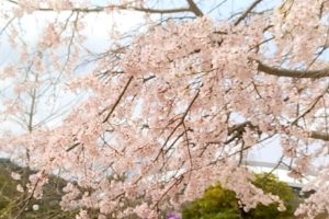 広島広域公園の桜