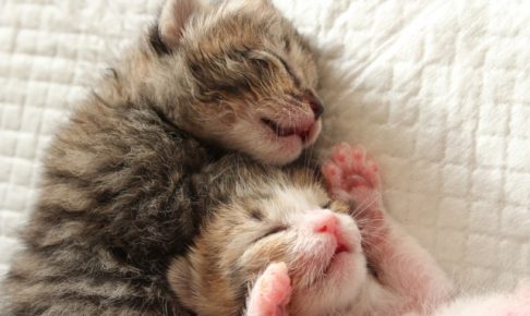 眠る子猫たち
